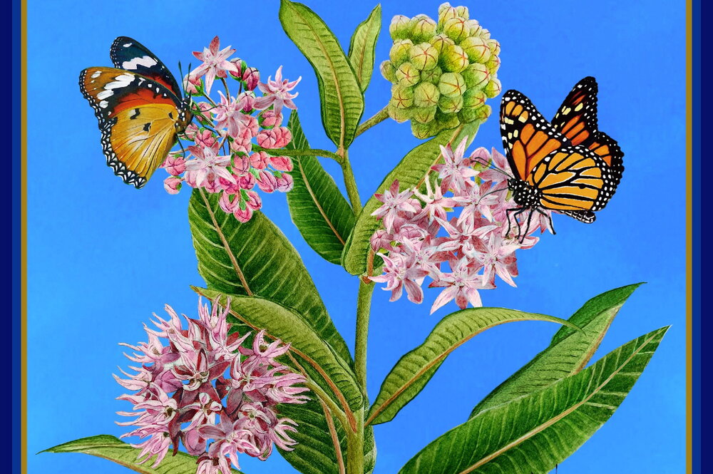 Sample image from professor James Yang's eco-art exhibit on butterfly nectar plants