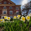 Close up of yellow flowers on campus