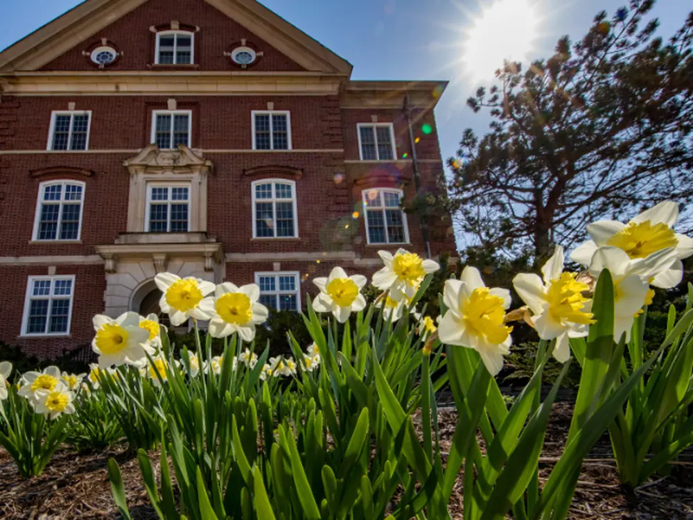 Close up of yellow flowers on campus